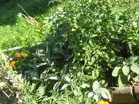 garten 09 008.webp