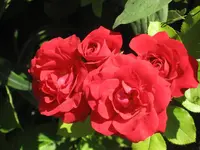 garten 09 003.webp