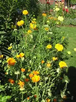 garten 09 005.webp