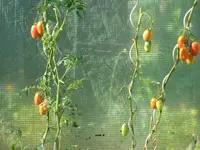 garten 09 006.webp