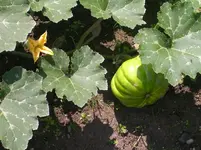 Blatt, Blüte, Frucht.webp