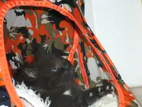 R0010810.webp