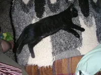 R0011682.webp