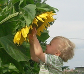 Sonnenblume.webp