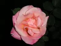 P1012531.webp