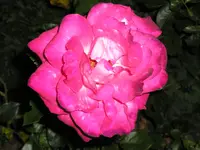 P1012529.webp