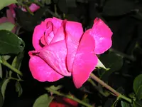 P1012524.webp
