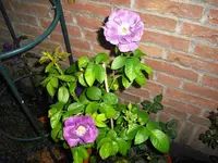 CIMG0493.webp