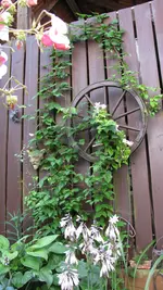 002 (3).webp