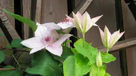 004 (2).webp