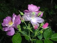 Eglantyne_1205100366_270.webp