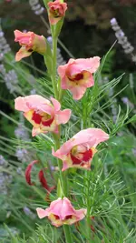 011 (3).webp
