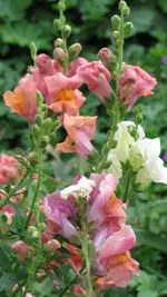 041 (2).webp