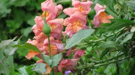 020 (3).webp
