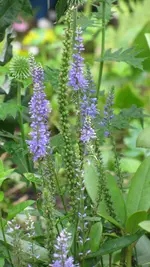 018 (2).webp