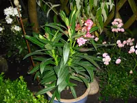 CIMG0504.webp