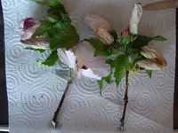 DSC01366.webp