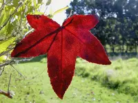 Herbst 404 v.webp