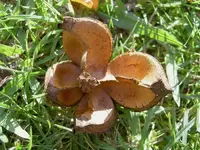 Herbst 418 v.webp