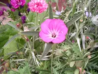 hohe pinke (4).webp