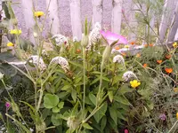 hohe pinke vor Japanischem Felberich Lysimachia clethroides.webp