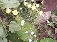 kleine blaue (3).webp