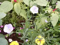 kleine blaue(2).webp