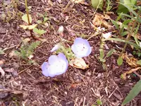 kleine blaue gezahnte Blätter(1).webp