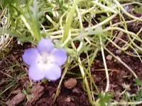 kleine blaue gezahnte Blätter.webp