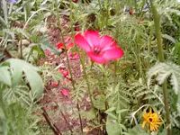 kleine rote Unbekannte.webp