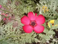 kleine rote Unbekannte(1).webp
