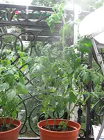 Bild 005.webp