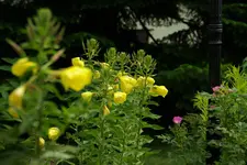 IMGP6415.webp