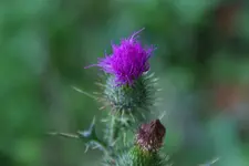 IMGP6817.webp
