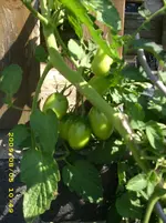 JD500078.webp