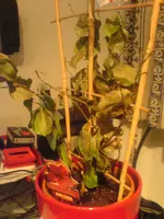 DSC00164.webp