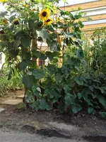 Bilder050809 017 (Medium).webp