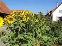 Bilder050809 023 (Medium).webp