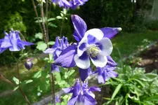 P1010726 Akelei ganz.webp