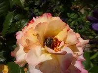 P1130061.webp