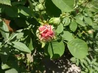 P1130217.webp