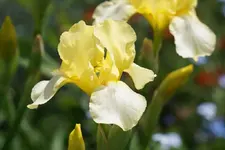 DSC05685.webp