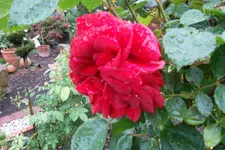 SAM_1360.webp