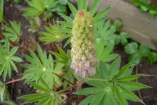 SAM_1364.webp