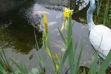 SAM_1367.webp