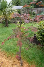 SAM_1370.webp