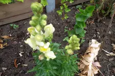 SAM_1375.webp