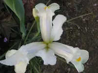 004.webp