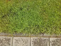 rasen4.webp