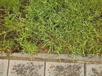 rasen3.webp
